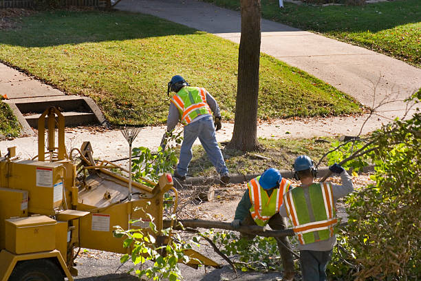 Best Tree Stump Removal  in Trafford, PA